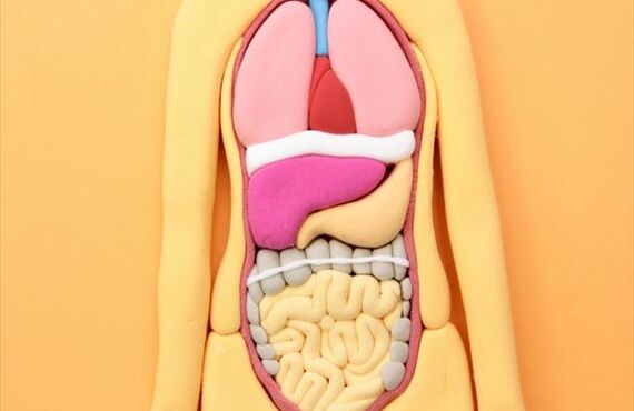 治らない腰痛の原因は内臓かも？　なごみ整骨院までご相談下さい