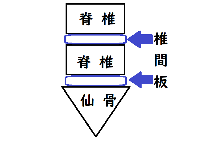 腰椎椎間板